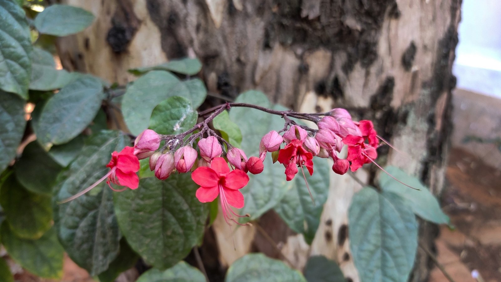 A cluster of delicate pink flowers adorns the vine, standing out vividly against a backdrop of green leaves and the textured bark of a tree trunk.