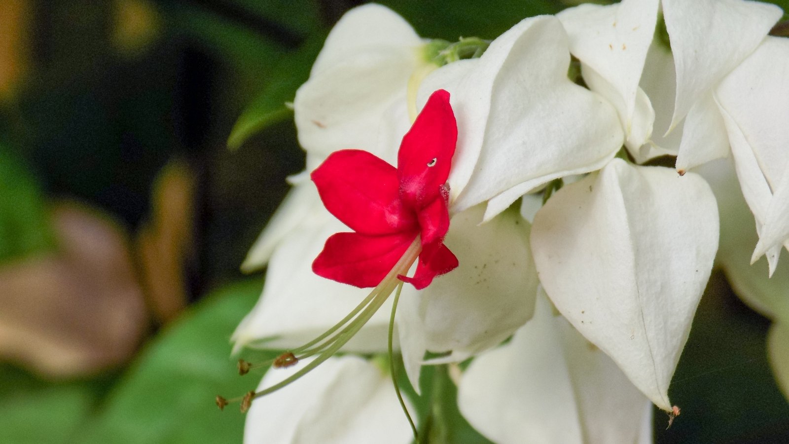 A close-up showcasing bleeding heart flowers, their delicate petals drenched in vivid hues of red and white, evoking a sense of tender vulnerability and striking beauty in nature's palette.