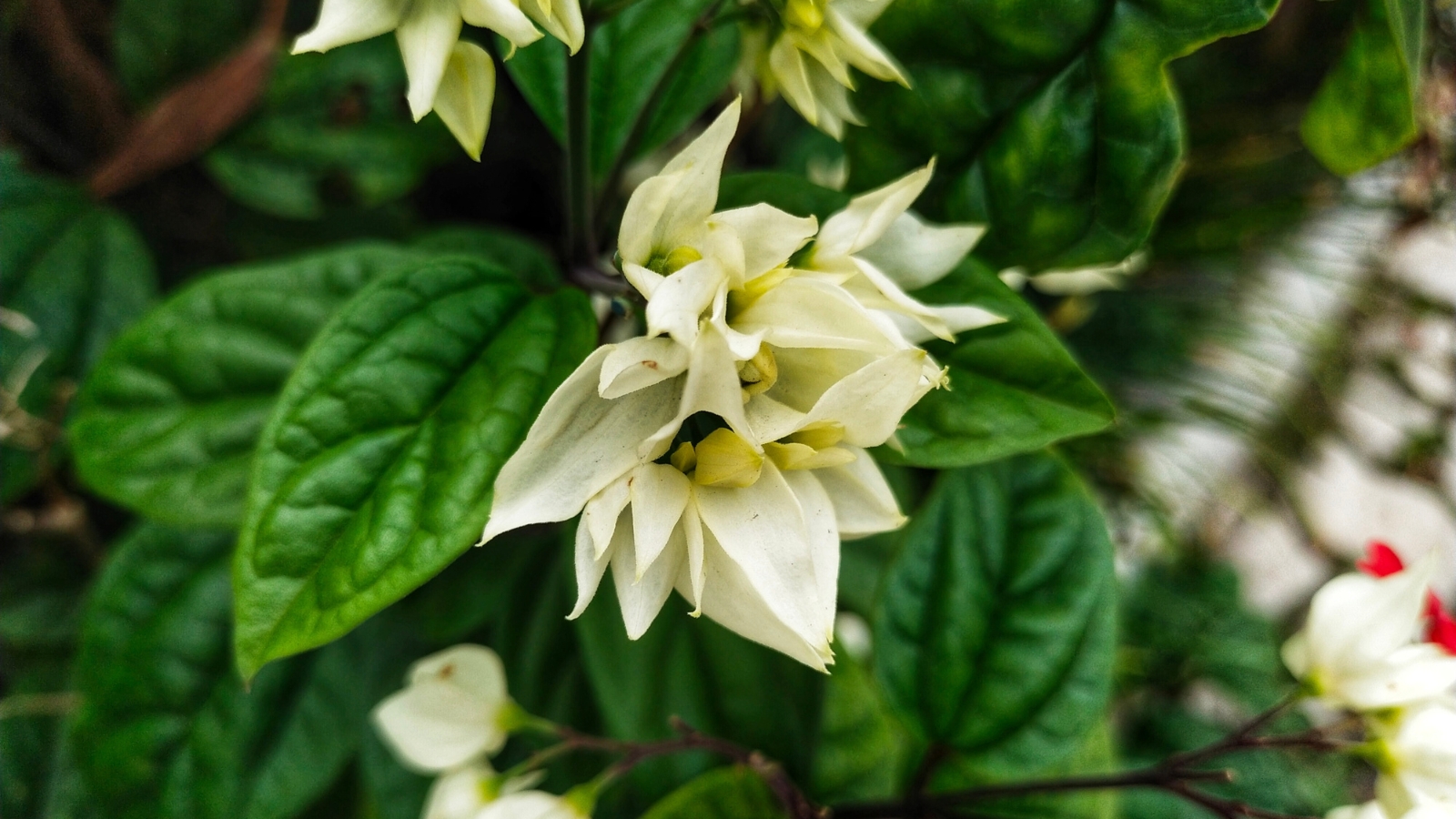 A close-up of white bleeding heart flowers against a blurred background of intricately veined leaves, showcasing nature's intricate beauty in a serene botanical composition.