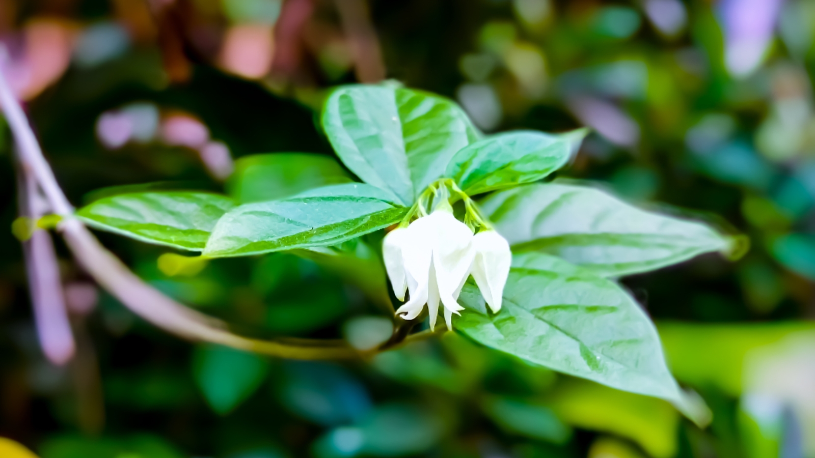 A delicate white bleeding heart blossom, set against vibrant glossy leaves, all bathed in a warm, golden glow from the sun's gentle rays, creating a serene natural scene.