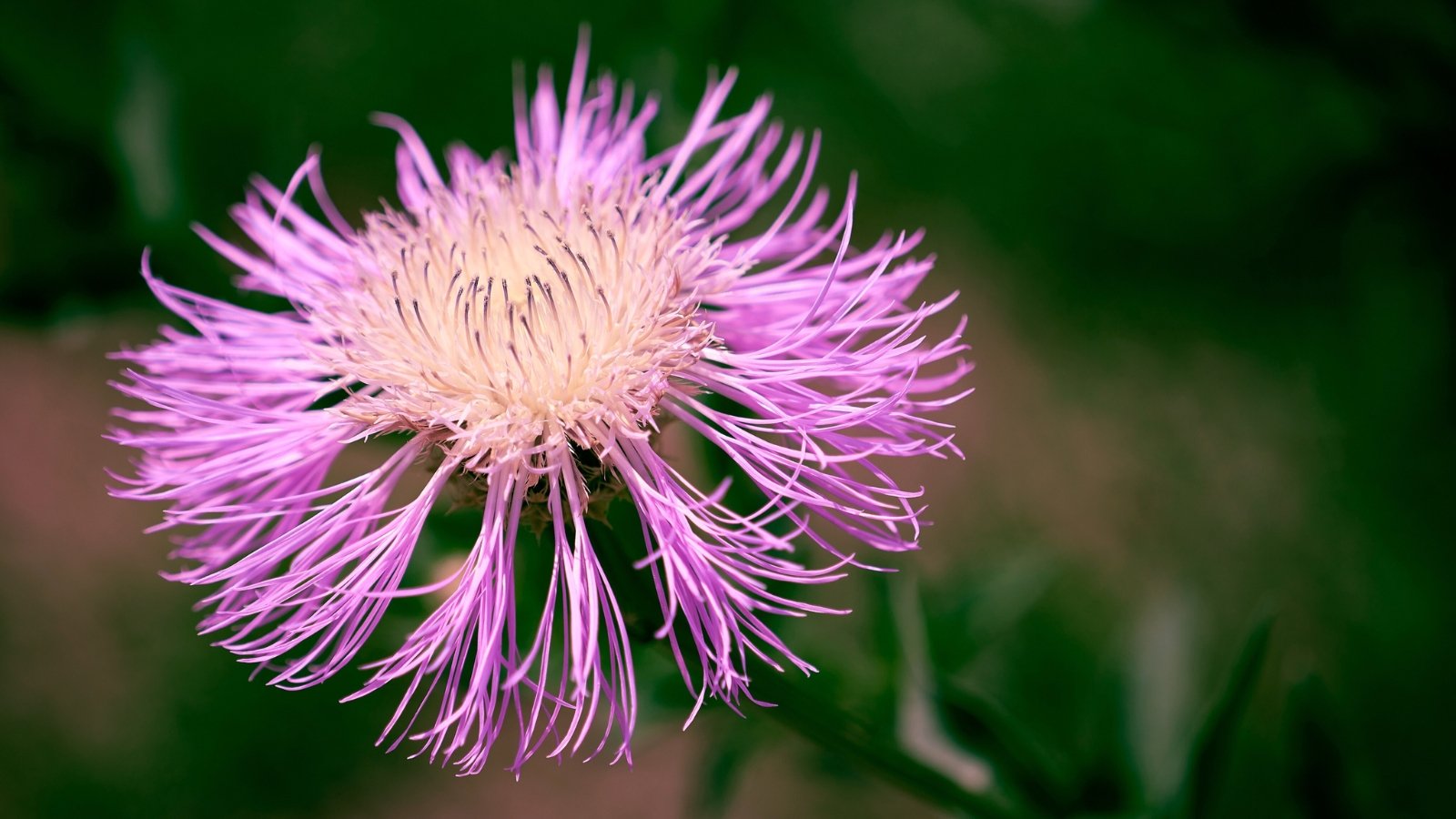 Close-up of the American star thistle flower showcases numerous small, lavender-colored petals densely packed together, forming a spherical head adorned with a spiky texture, contributing to its distinctive and captivating appearance.