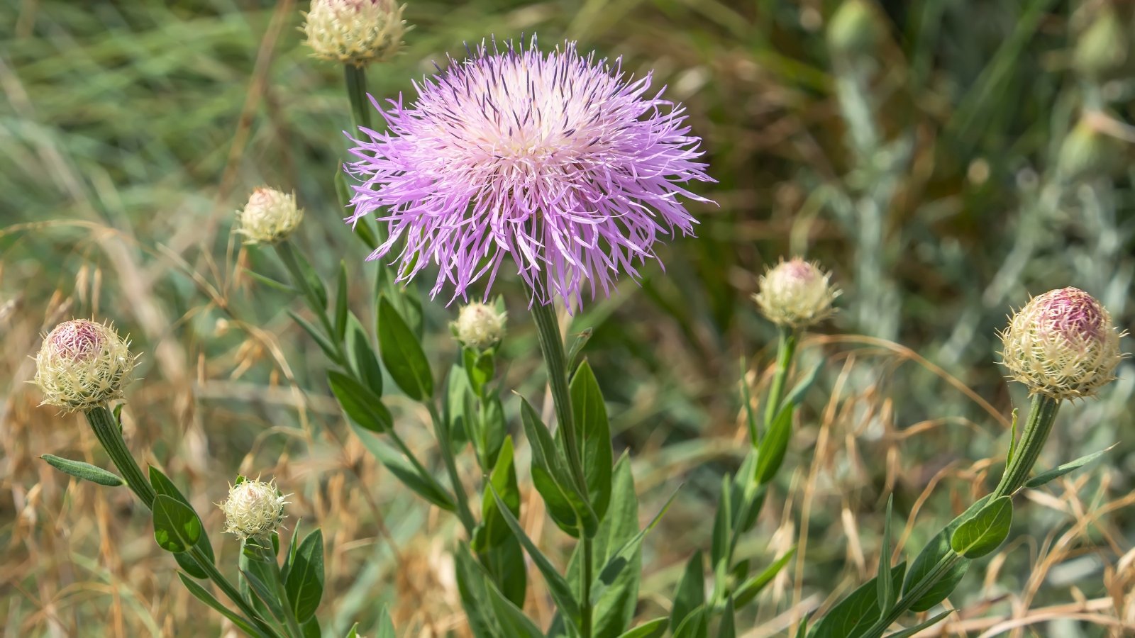 View of American basketflowers with buds showing off tightly packed, spherical heads enveloped by pointed, green bracts, and a flower in bloom with delicate, thread-like petals radiating from a central disk.