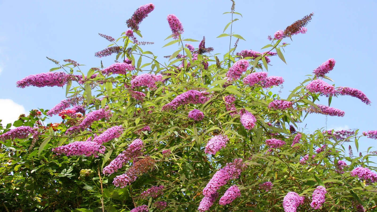 A close-up of a blooming bush, featuring clusters of enchanting purple flowers against a backdrop of verdant leaves, with clear blue skies above, evoking a serene and harmonious scene of natural elegance.