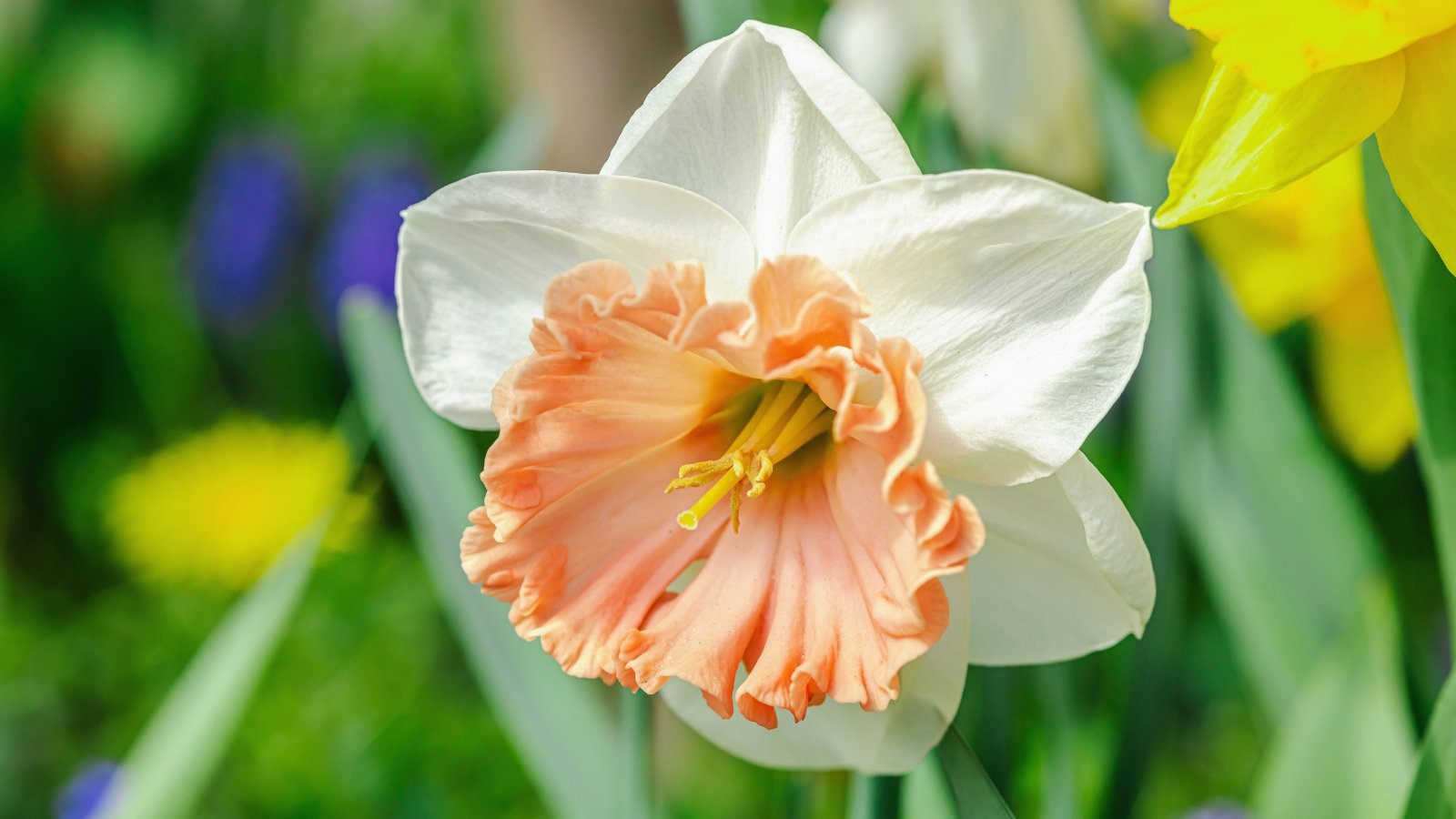 A close-up of a vibrant Riot daffodil showcasing its golden trumpet surrounded by white petals, a burst of springtime color. The delicate pink center adds intricacy to its beauty, drawing in viewers with its mesmerizing detail. In the blurred backdrop, lush green leaves frame the flower, enhancing its natural allure.