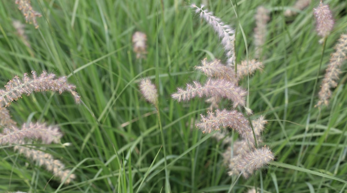 Green little bluestem grasses with thin blades, swaying gently in the breeze. Each grass plant displays clusters of seeds that are white and covered in a soft fuzz.
