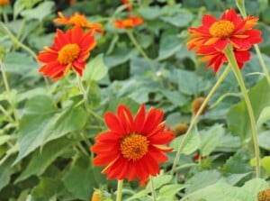 Vibrant red sunflowers stand tall on slender stems, gently swaying in the breeze. Below them, a lush carpet of green leaves creates a vivid contrast, adding depth to the natural scenery.