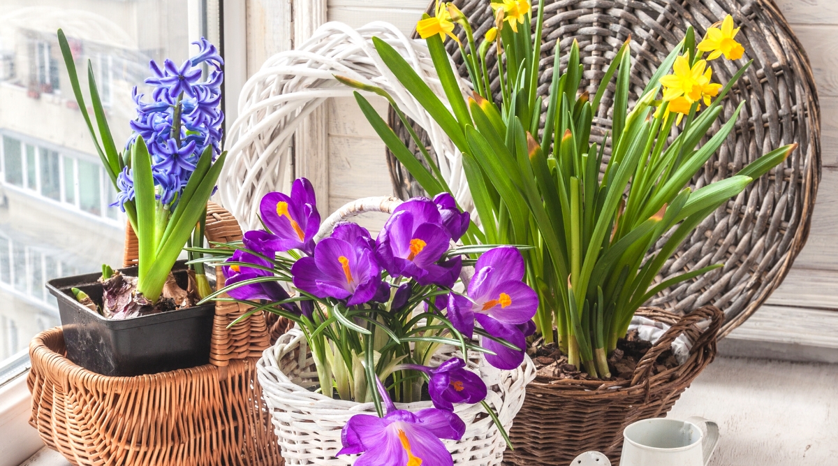 Blooming spring bulbous flowers on the window. Forced flowering of crocuses, daffodils, hyacinths for in pots, on a light windowsill. Flower pots are tucked into decorative wicker planters in wood and white shades. The cup-shaped flowers of crocuses are purple. The vertical inflorescence of hyacinths consists of many small star-shaped blue flowers. Daffodils bloom with bright yellow flowers.