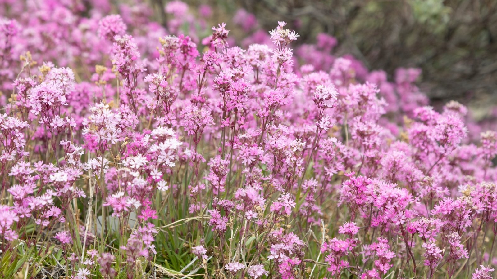 Vibrant purple flowers bloom in a meadow, their velvety petals inviting pollinators with their rich hue and sticky texture.