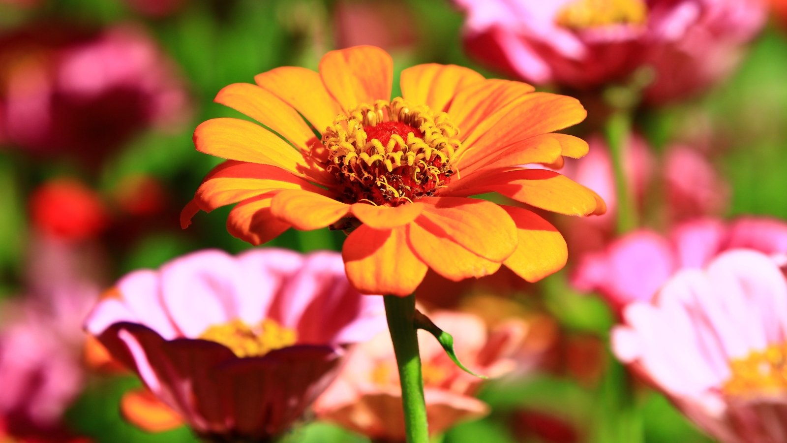 A close-up of an orange zinnia, its petals unfurling under the warm sunlight, surrounded by a soft blur of pink blooms, creating a harmonious garden scene filled with vibrant hues and natural beauty.