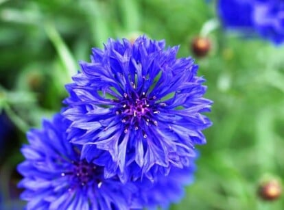 Blue Flowers in Garden