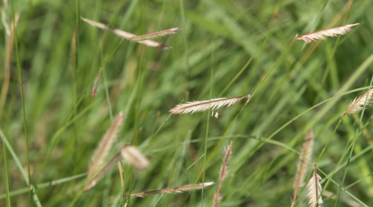 Blue grama grass