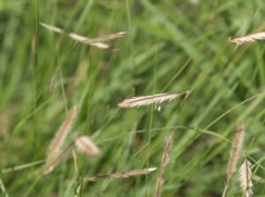 Blue grama grass