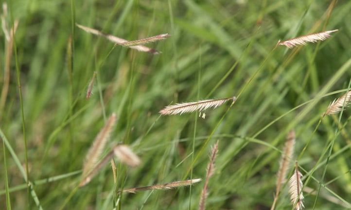 Blue grama grass