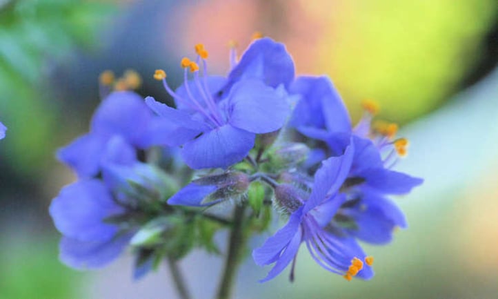 Blue Jacobs ladder flowers