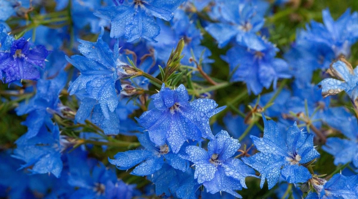 Blue Lechenaultia