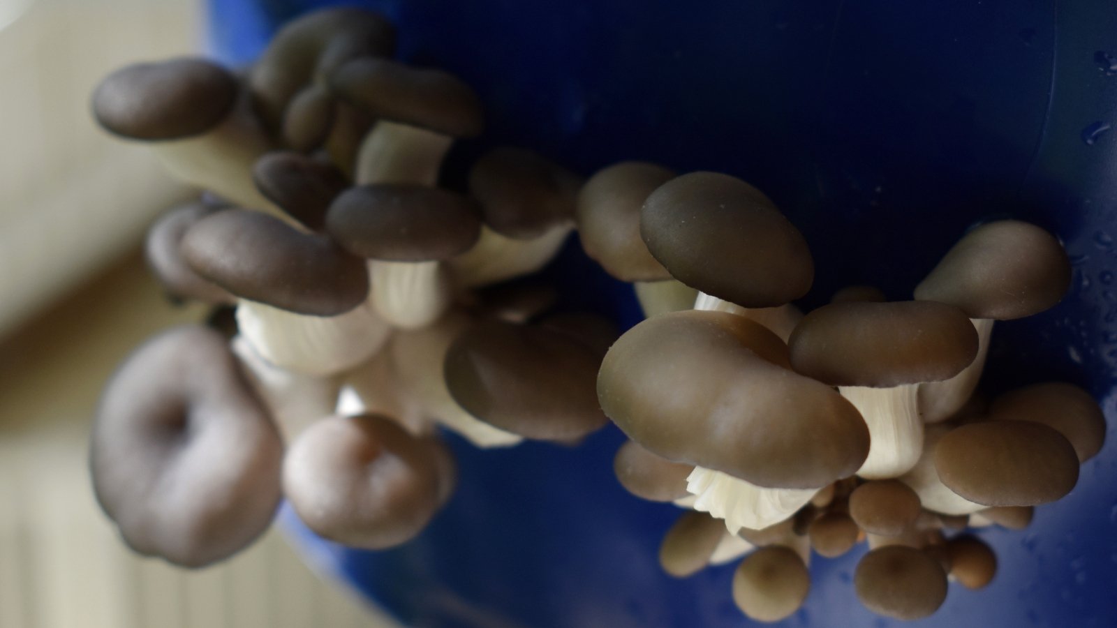 A close-up of blue oyster mushrooms with brown cups flourishing inside a blue bucket, showcasing their unique texture and color against the contrasting backdrop of the container.