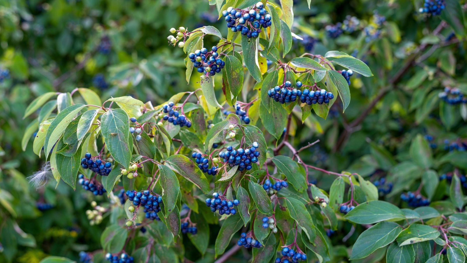 A lush silky dogwood shrub adorned with clusters of blue berries, nestled among a tapestry of verdant leaves, painting a picturesque scene of natural beauty and abundance.