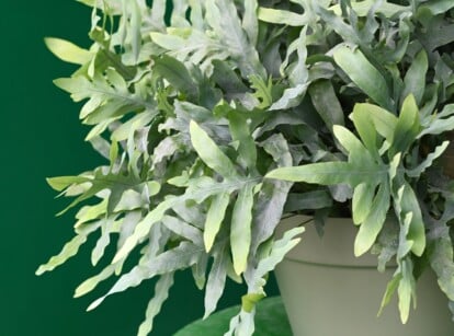 A close-up of a potted blue star fern sitting atop a green surface features an abundance of elongated fronds. The fern is in an indoor setting as observed in the green background.