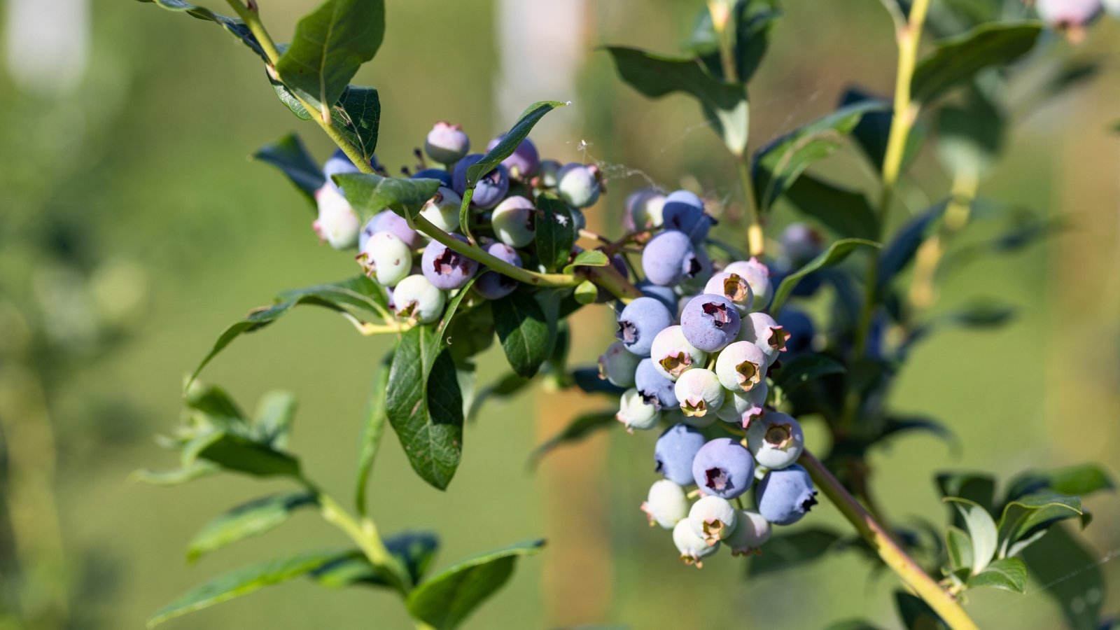 Blueberry plant produces small, oval-shaped leaves and clusters of small, round, blue berries.