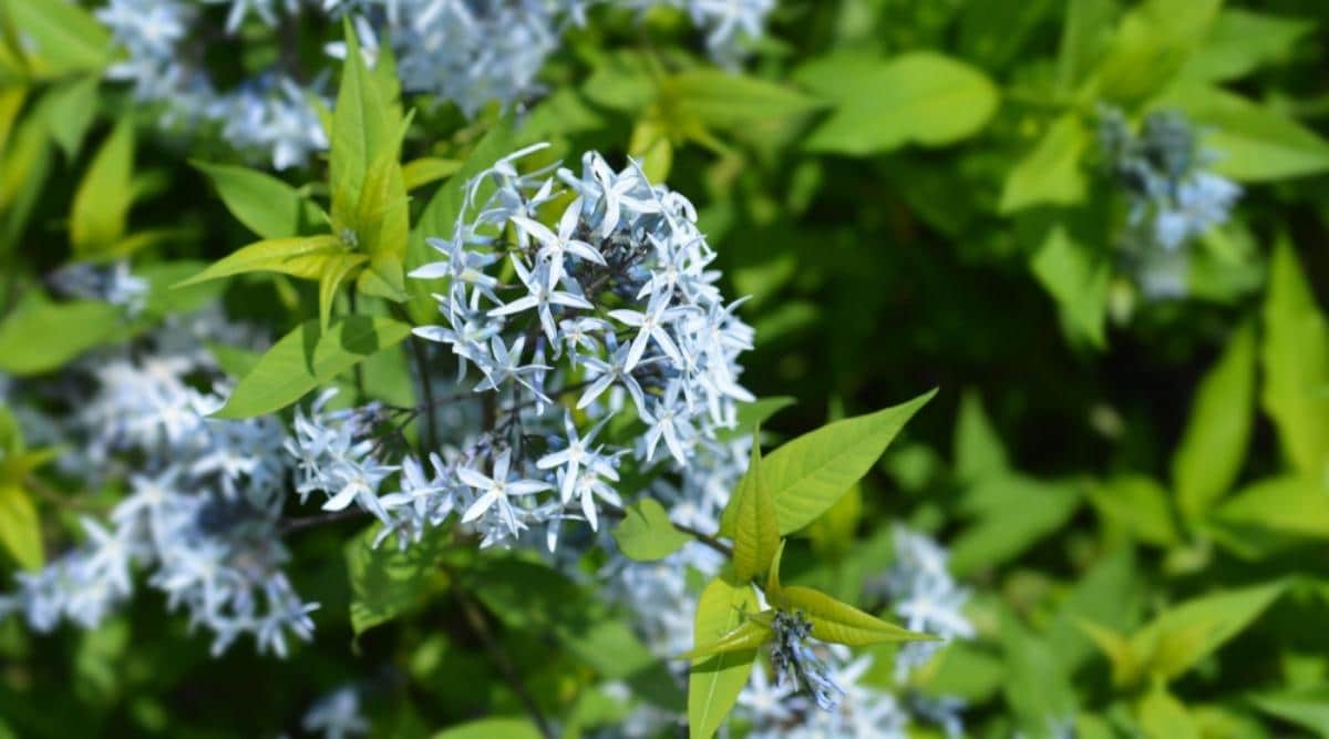 Bluestar Bush