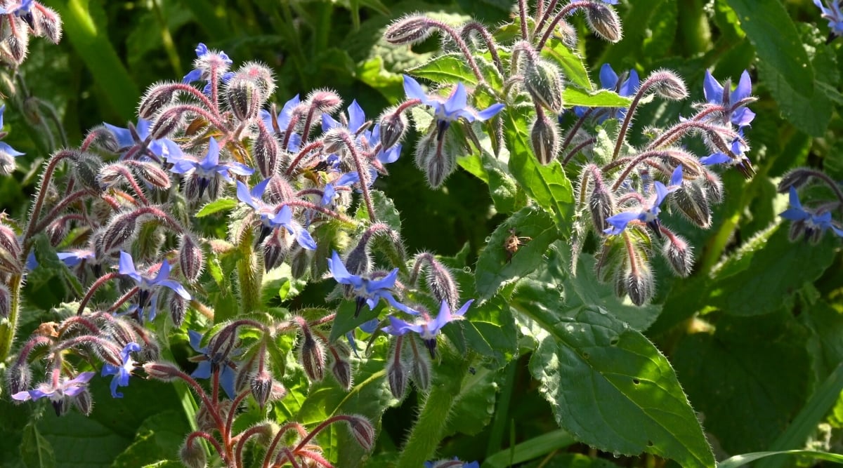 Close-up of a flowering Borage plant in a sunny garden. the plant has a bushy branching structure. The stems are covered with fine hairs and are purple in color. The leaves are large, coarse in texture and densely covered with short, stiff hairs. They are oval or heart-shaped with serrated edges and a bright green color. The flowers are small, star-shaped and bright blue in color.