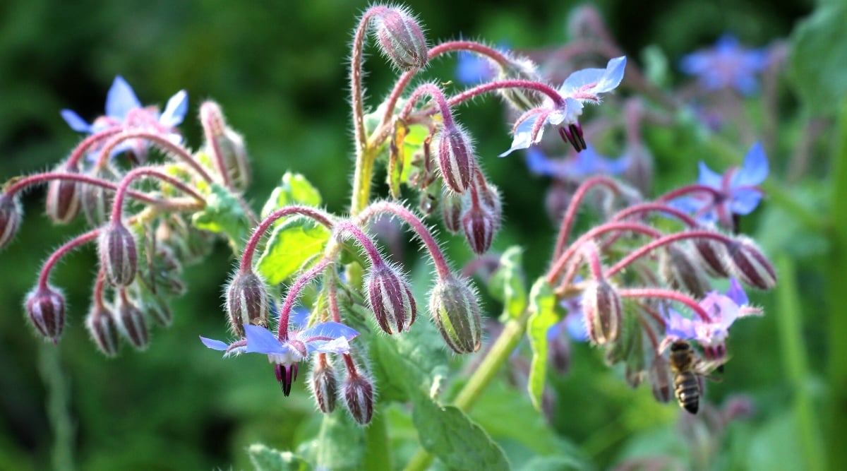 Close-up of a blooming Borage (Borago officinalis) in a garden. The plant has hairy stems and leaves, giving it a rough texture. Borage leaves are large, rough, oval in shape with prominent veins. They are dark green in color and covered with fine white hairs. The borage produces beautiful star-shaped flowers that are bright blue in color. The flowers are small, but numerous, collected in inflorescences at the ends of the stems.