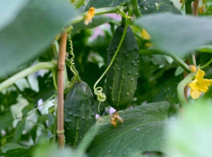 Boston Pickling Cucumbers