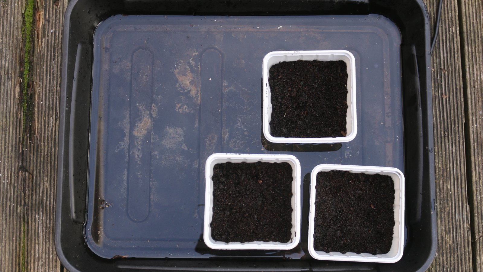 Black seed tray with moist soil squares placed inside a shallow water-filled container.