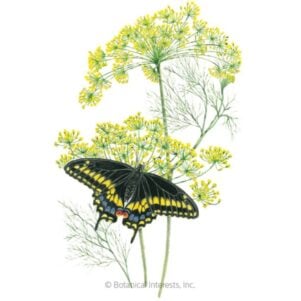 Bouquet Dill Seeds