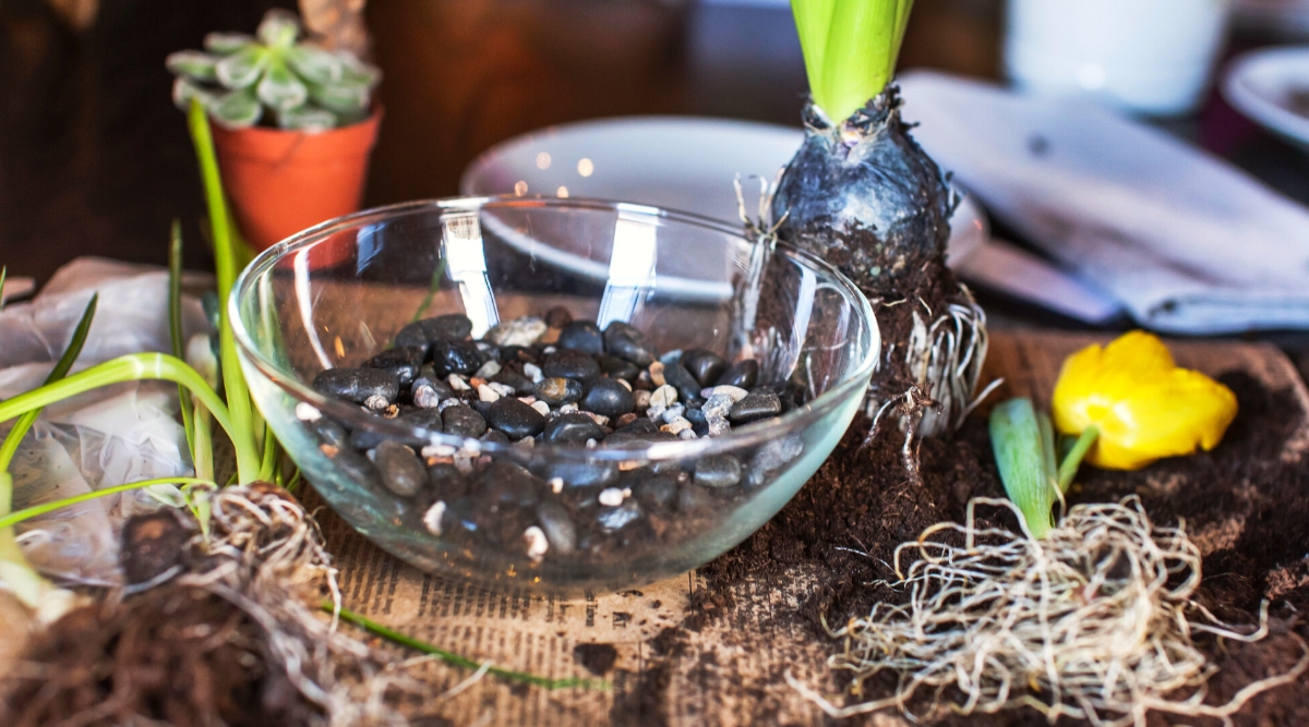 Close-up of a table with prepared items for planting spring flowering bulbs to encourage early flowering indoors. On the table there are several bulbs with roots and sprouted green shoots, a glass bowl with pebbles and water.