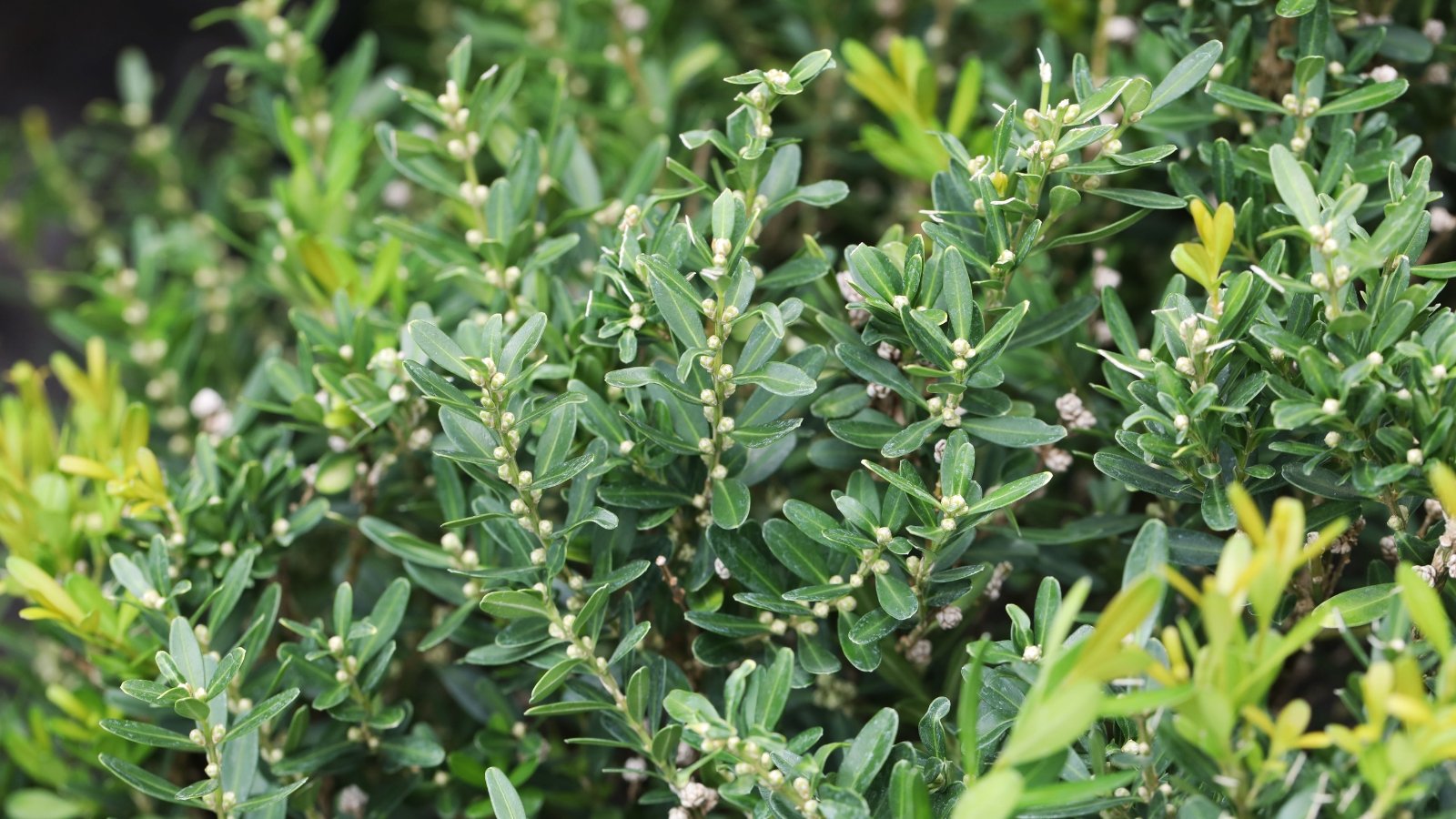 A close-up of boxwood shrubs, their glossy broadleaf evergreens exhibit a timeless beauty, meticulously trimmed into a classic hedge, each leaf adding a touch of verdant richness to the meticulously manicured garden setting.