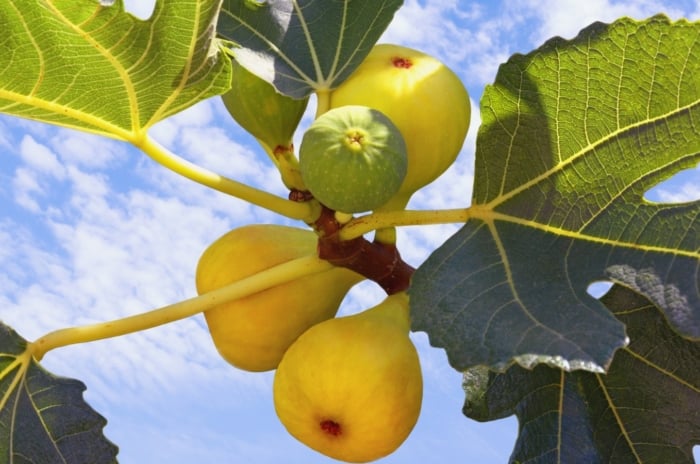 A Yellow Long Neck fig branch, adorned with ripe yellow figs and lobed leaves, fills the foreground. Behind it, the sky wears a cloak of clouds, lending a serene backdrop to the natural beauty of the scene.