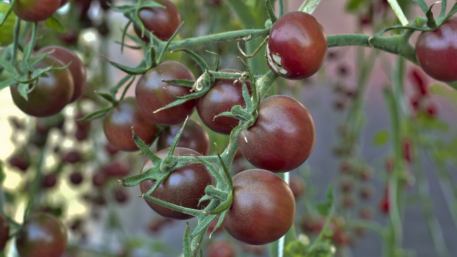 A close-up of ripe, brown 'Chocolate Cherry' tomatoes, each one glistening and hanging delicately from lush, green vines amidst vibrant foliage.