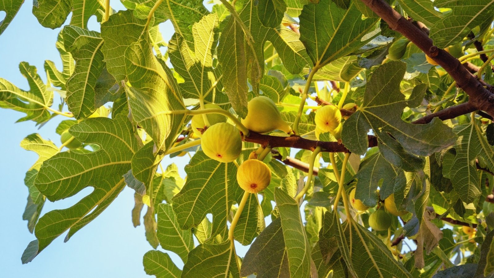 Yellow Long Neck fig tree with vibrant leaves and ripe fruits hanging from its branches, basking in sunlight. The golden rays gently filter through the dense foliage, creating a serene ambiance under the canopy of this flourishing tree.