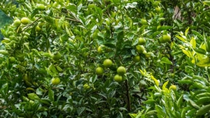 A close-up of branches of lime trees adorned with ripe, juicy fruits in shades of green and yellow, exuding freshness and sweetness. The leaves, a rich emerald hue, provide a verdant backdrop, contributing to the tree's vitality and abundance.