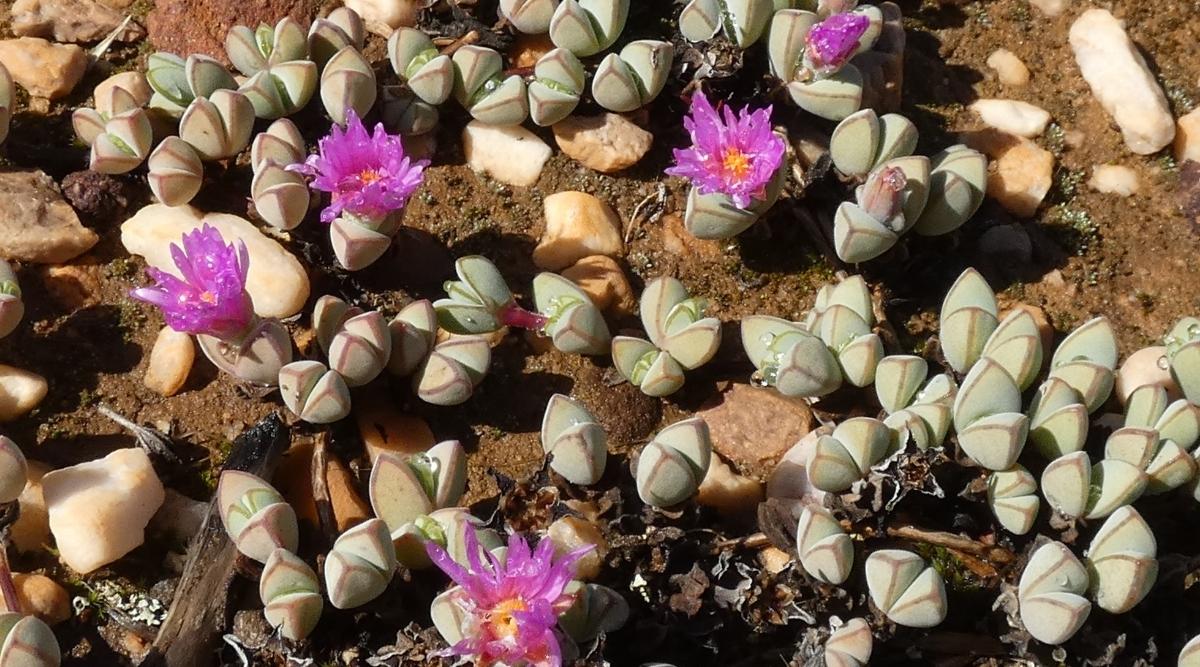 Triangular Leaves of Braunsia Succulents from Above