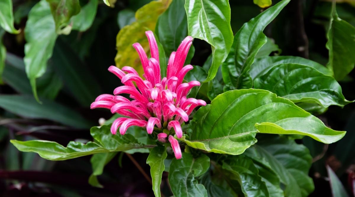 Brazilian Plume