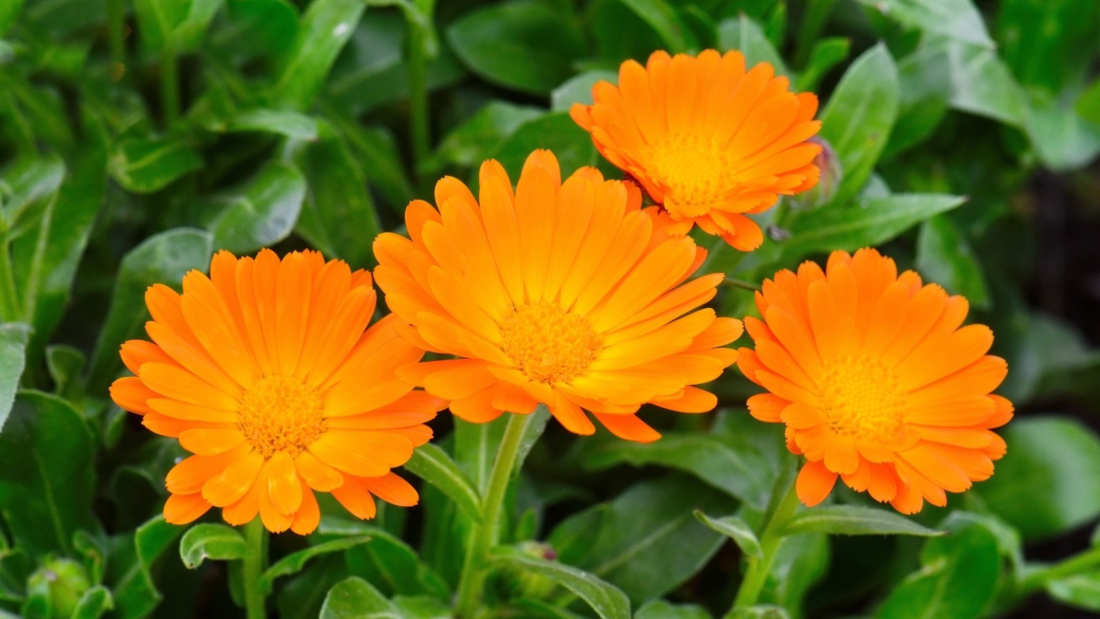 A close-up of vibrant orange calendula blooms contrast against verdant foliage, capturing the essence of nature's beauty in intricate detail.