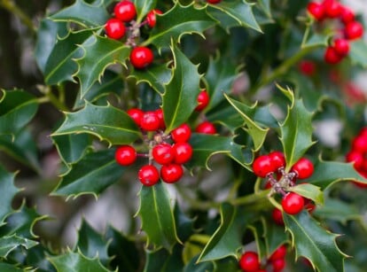 A close-up of the Holly plant featuring glossy, deep green leaves adorned with spiky edges. Among the leaves, there are vibrant red fruits, known for their festive appearance and traditional holiday significance.