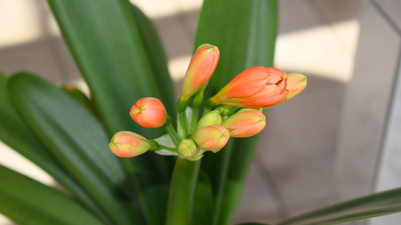 Close-up of a bright orange clivia lily starting to open against a background of long green leaves.