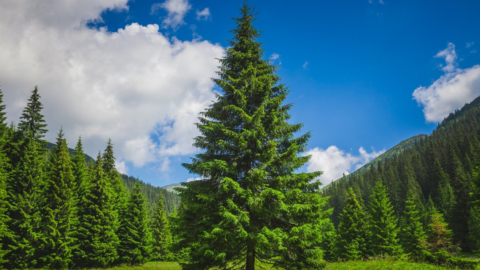 A majestic pine tree reaches skyward amidst a backdrop of cloudy skies, surrounded by its brethren in a serene forest scene.