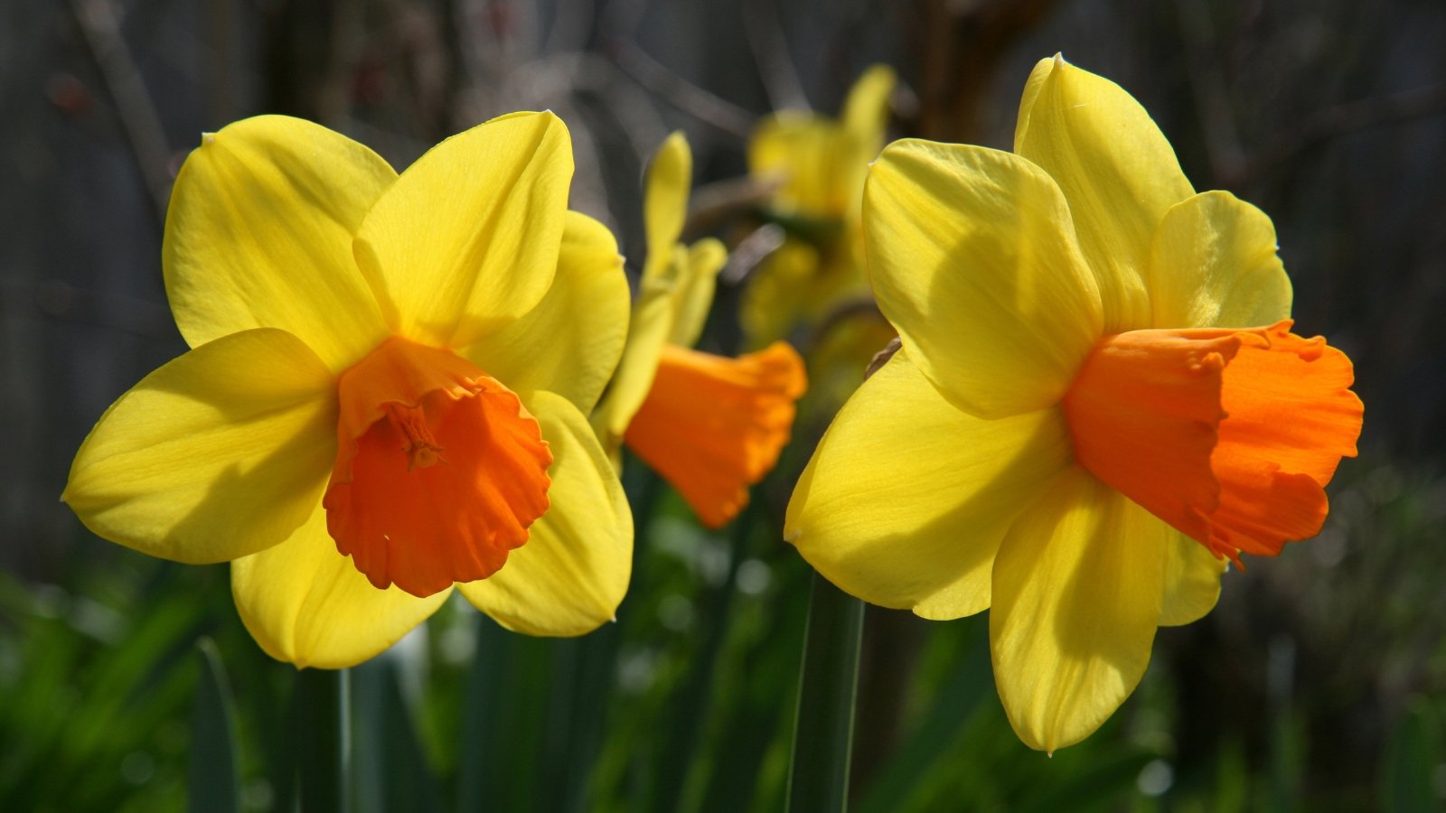 A close-up of Jetfire daffodils display fiery-orange trumpets against vibrant yellow petals. Each flower exudes a radiant warmth, brightening any landscape. Its stems rise gracefully, adorned with lush green leaves that dance in the gentle breeze.