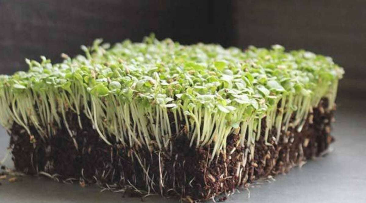 Broadleaf Batavian endive microgreens