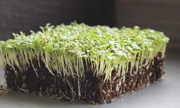 Broadleaf Batavian endive microgreens