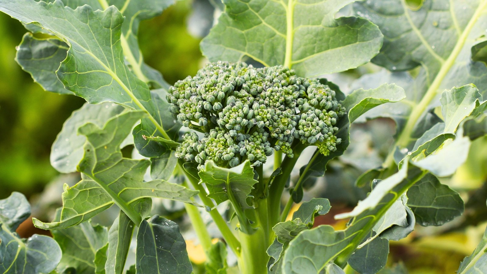 Broccoli plant displays thick, sturdy stem with large, dark green, lobed leaves, topped by a dense cluster of small, green flower buds forming a tree-like inflorescence.