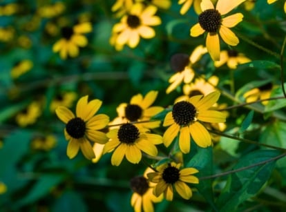 Close-up of blooming brown eyed susans which feature hairy, branching stems that support coarse, toothed leaves with three distinct lobes, while their vibrant yellow petals encircle a prominent dark brown cone center.