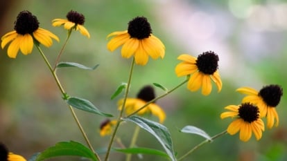 Close-up of flowering Rudbeckia triloba plants characterized by their sturdy, hairy stems, feature alternate lance-shaped leaves with serrated edges, and bright yellow daisy-like flowers boasting prominent dark brown centers.