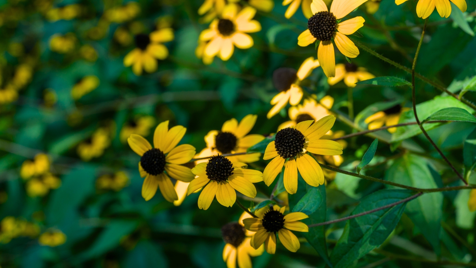 Close-up of blooming brown eyed susans which feature hairy, branching stems that support coarse, toothed leaves with three distinct lobes, while their vibrant yellow petals encircle a prominent dark brown cone center.