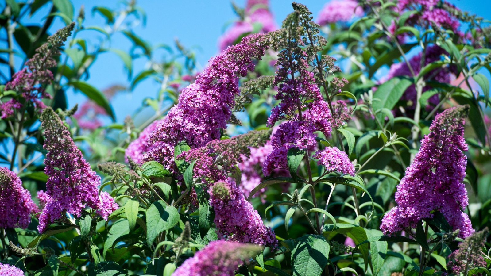 A close-up reveals flowers, flaunting delicate petals in hues of purple and white, while lush branches adorned with green leaves sprawl gracefully, against a serene backdrop of clear blue sky.