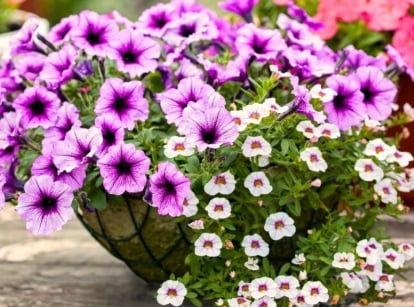 Budget spring container ideas, vibrant purple petunias and delicate white Calibrachoa cascade over the edges of a large decorative garden planter.